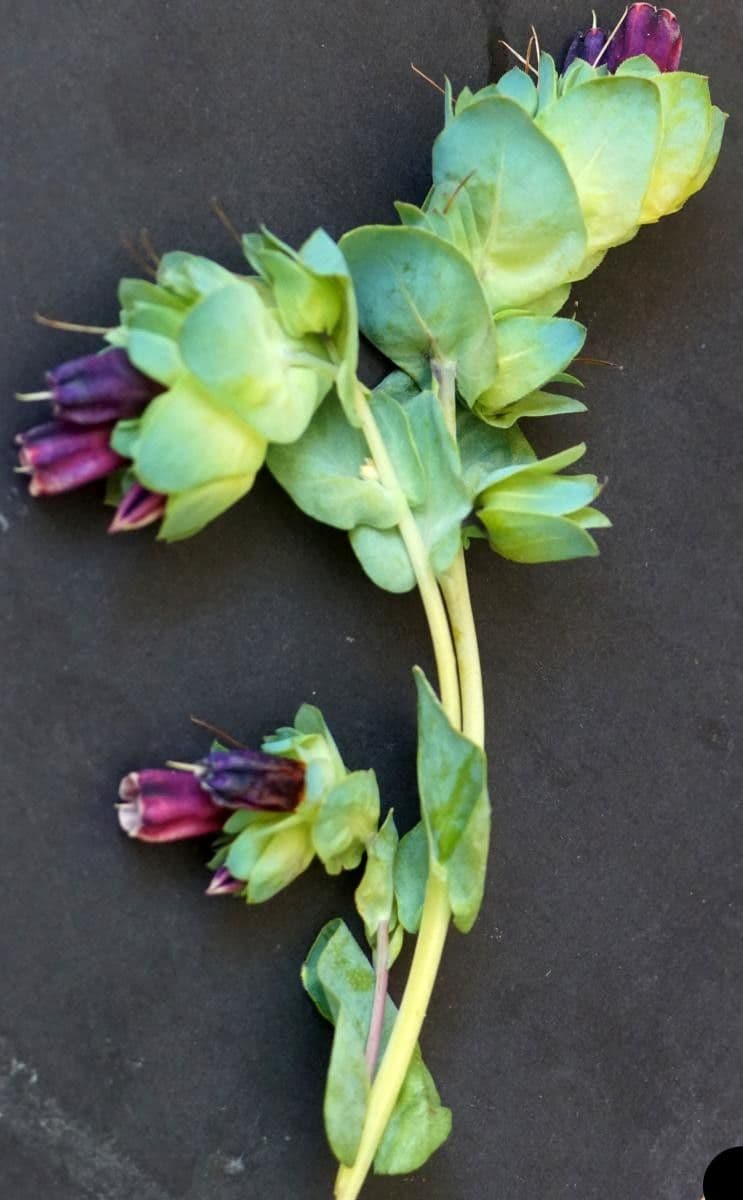 Cerinthe liscia 11