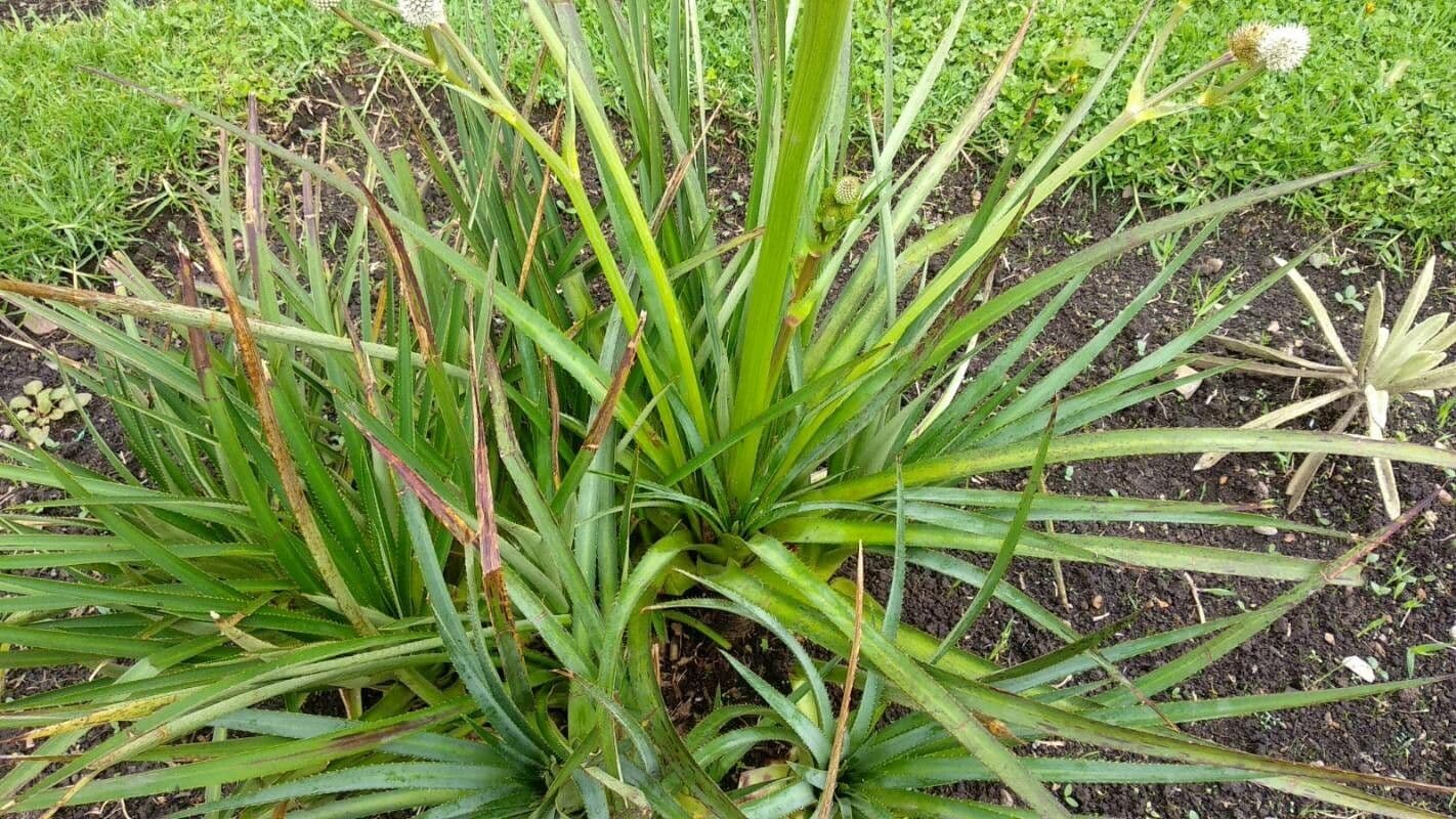 Panicaut de Humboldt 15