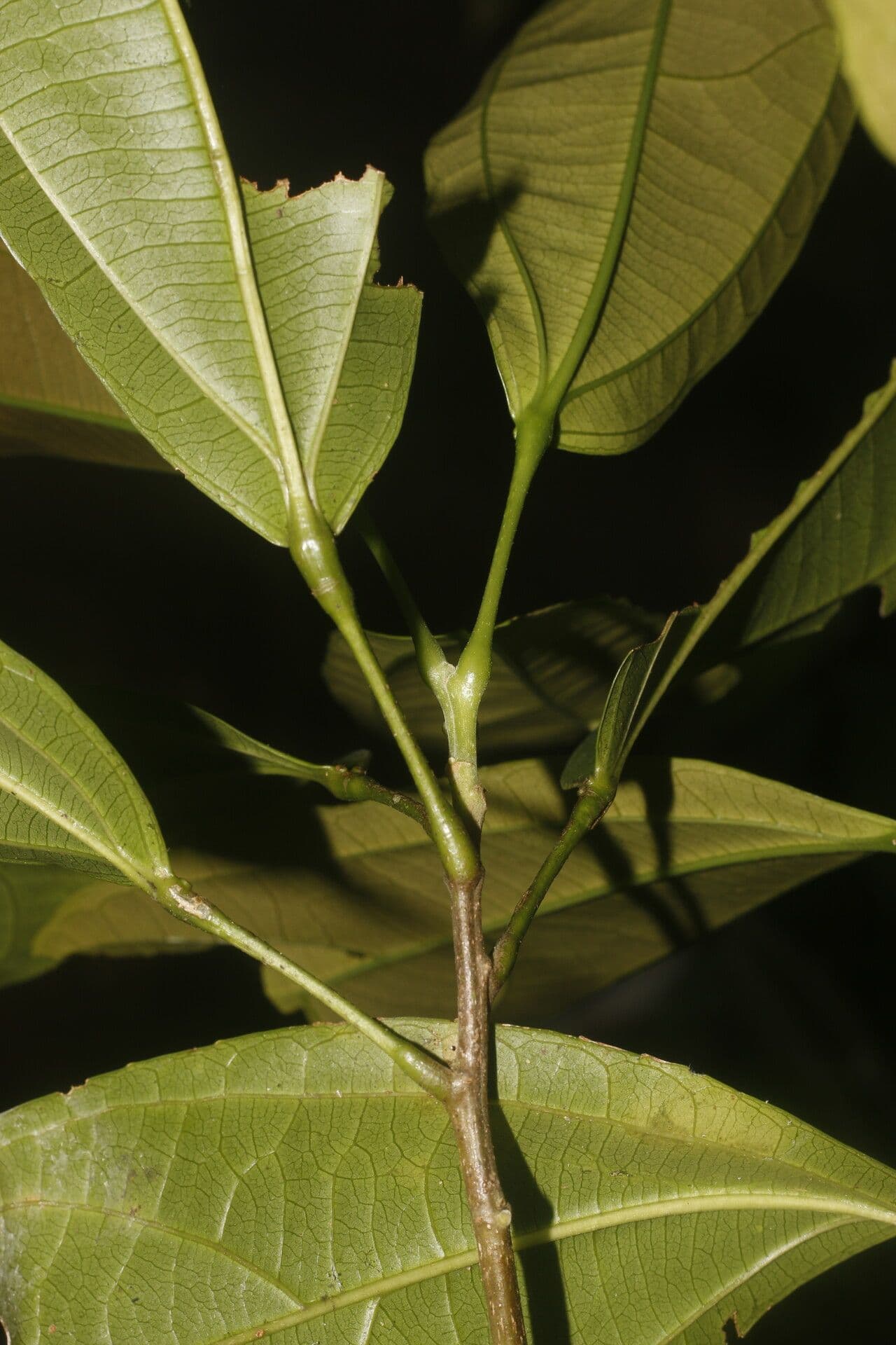 Hasseltia floribunda 10