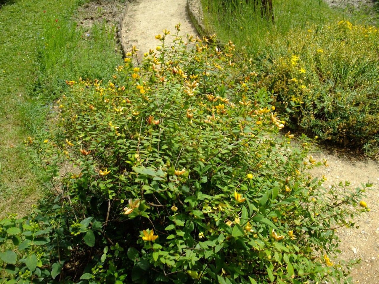 Třezalka 11