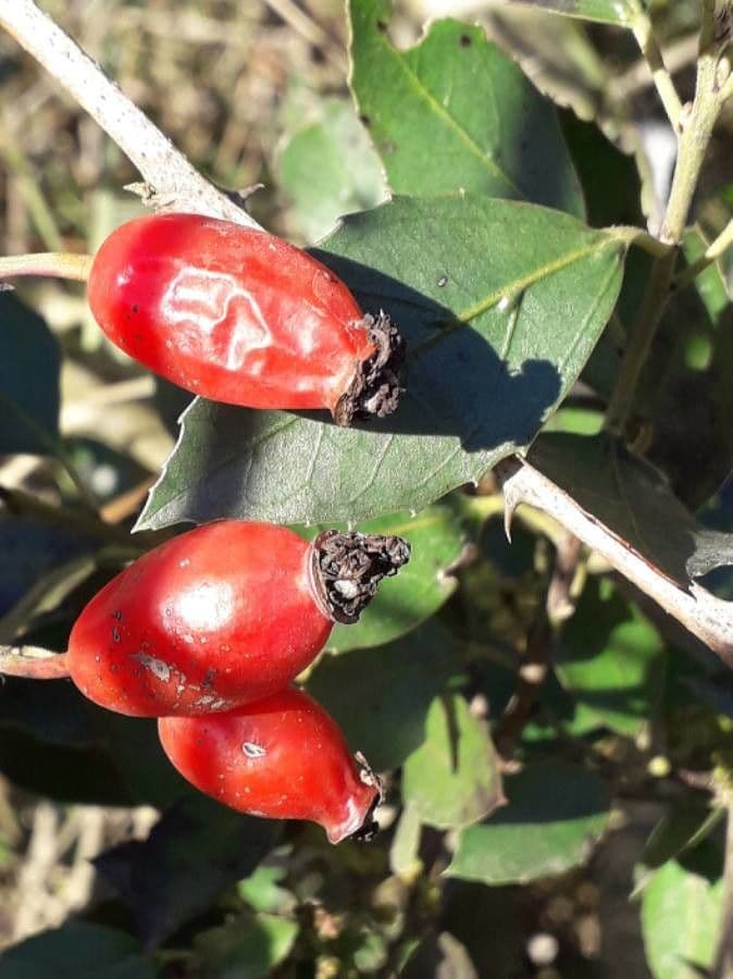 Rosa selvatica comune 5
