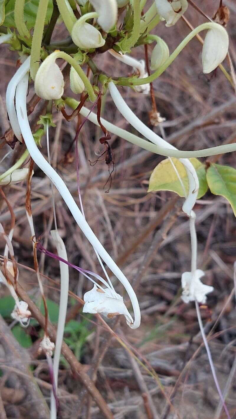 Rotheca 4