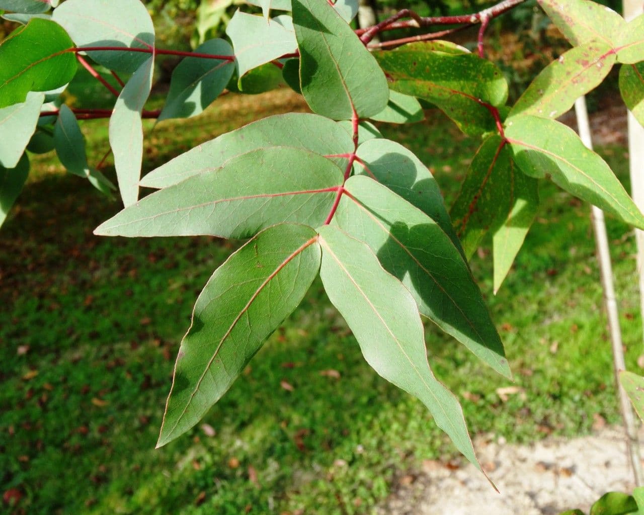 Eucalyptus dalrympleana 6