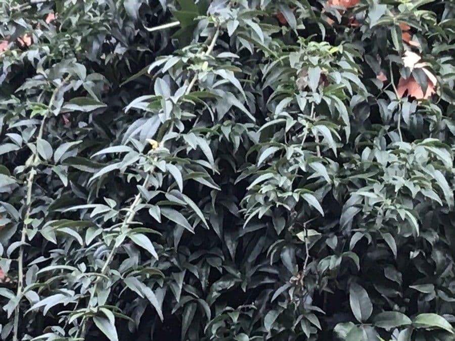 Rosa corimbosa