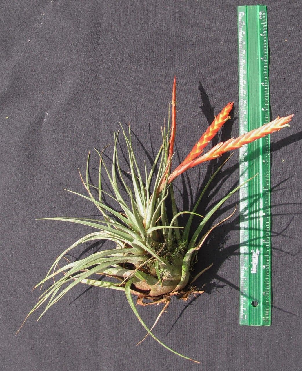 Tillandsia 6