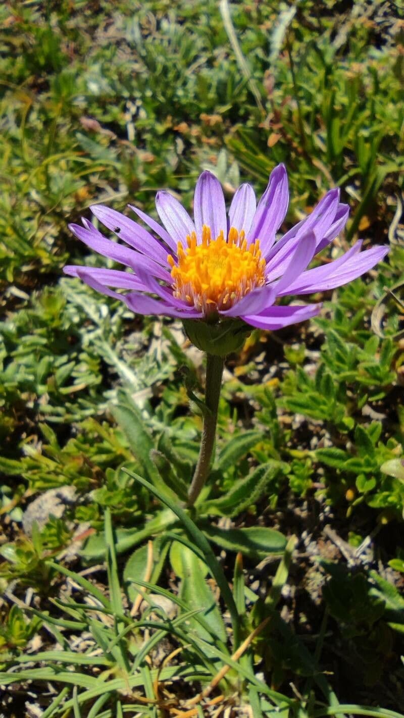 Oreostemma 5