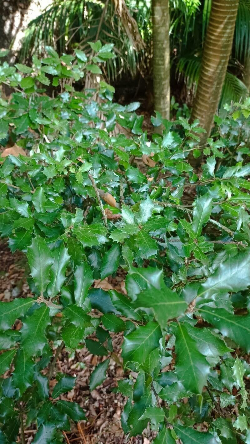Quejigo 12