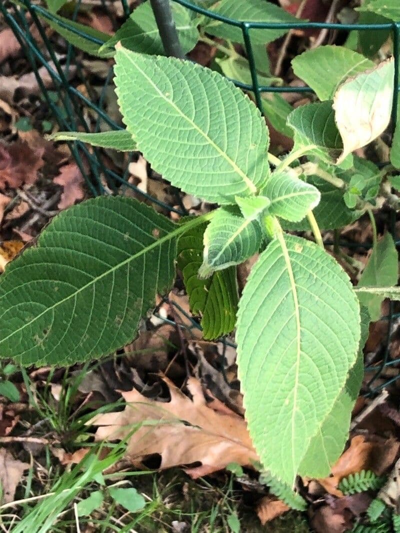 Buddleja