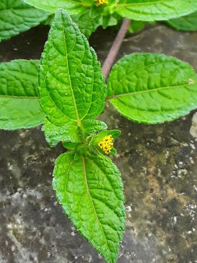 Eleutheranthera ruderalis 3