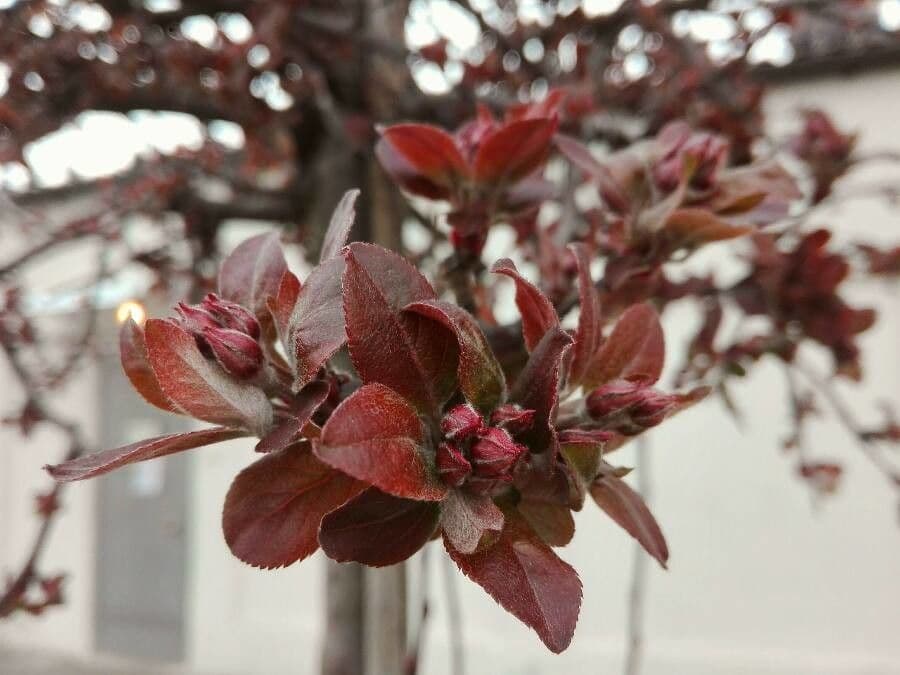 Melo purpureo 6