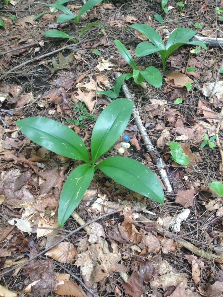 Clintonia boreale 11