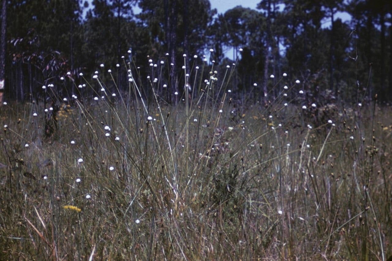 Eriocaulon 3