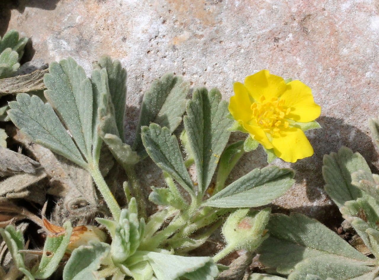 Potentilla 9