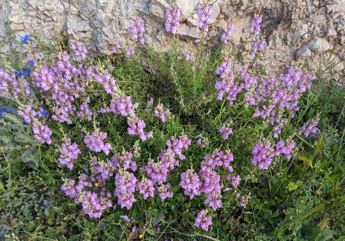 Gänsblume 10