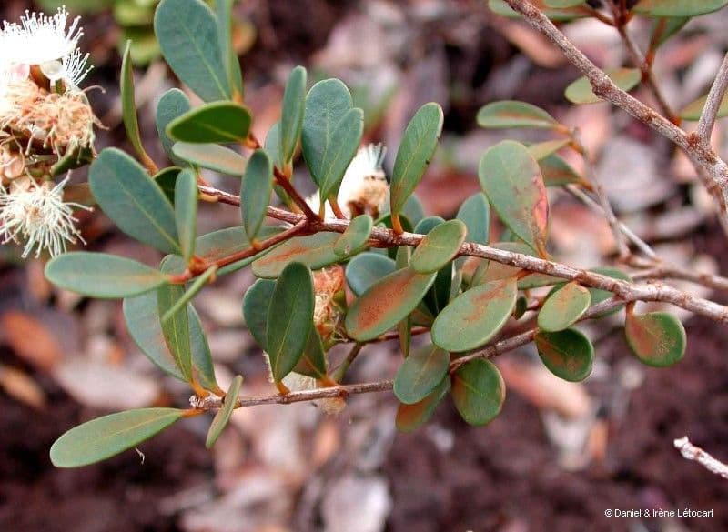 Syzygium 12