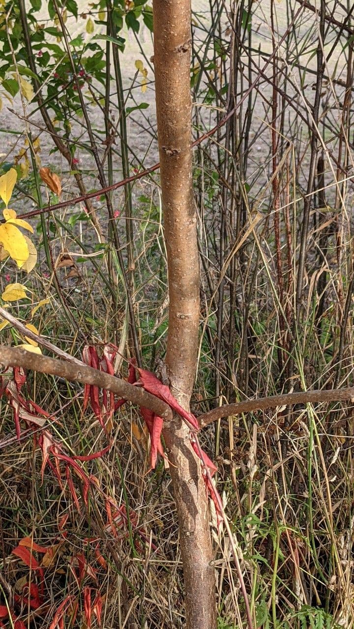 Essigbaum 25