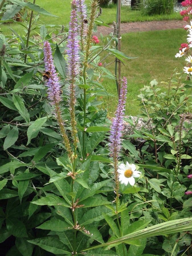 Veronicastrum 16