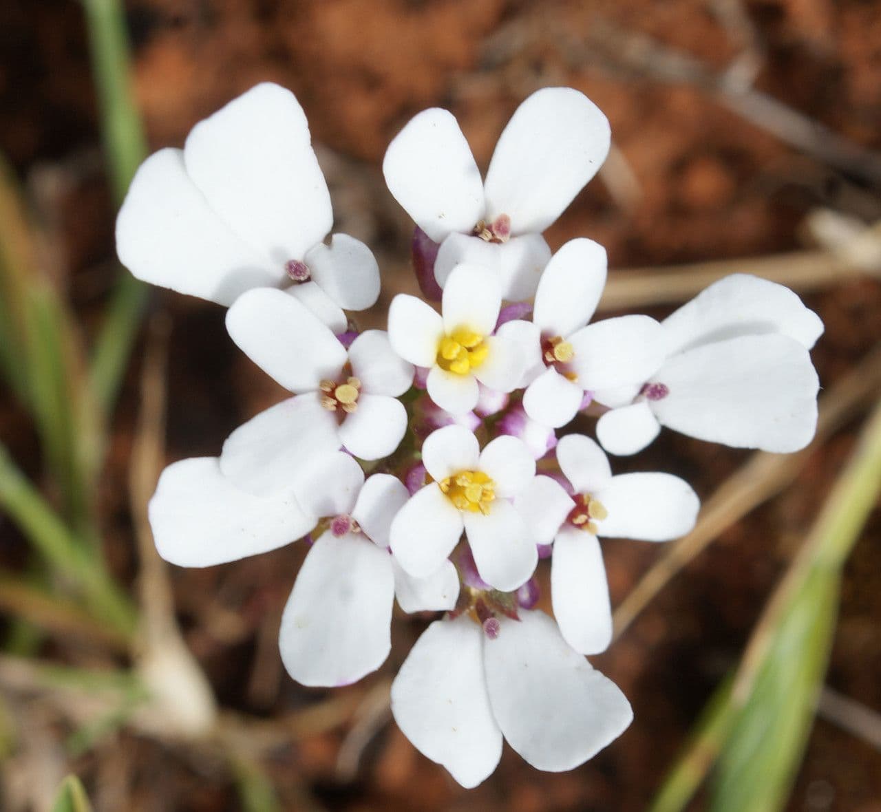 Iberis procumbens 7