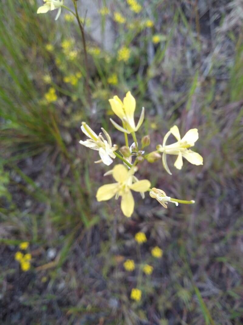 Erba cornacchia altissima 10