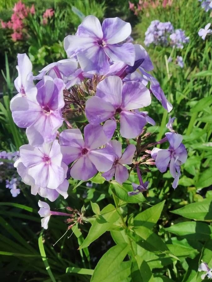Gefleckte Phlox 4