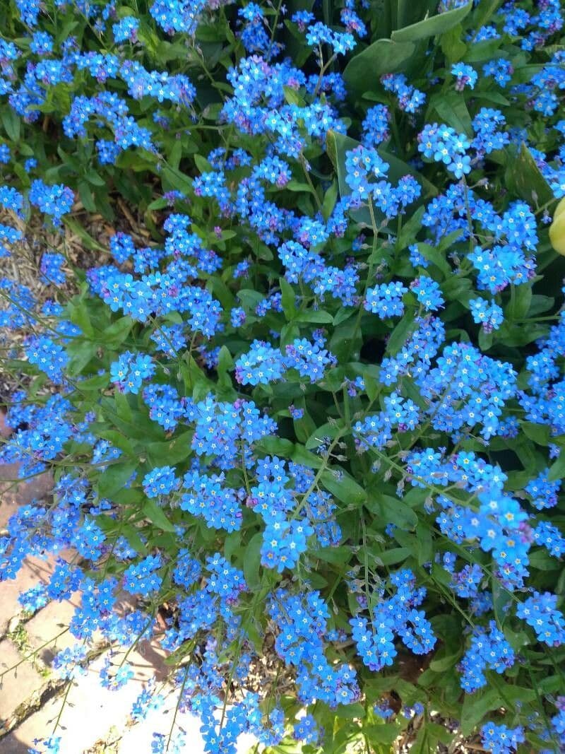 Miosotide delle selve 7