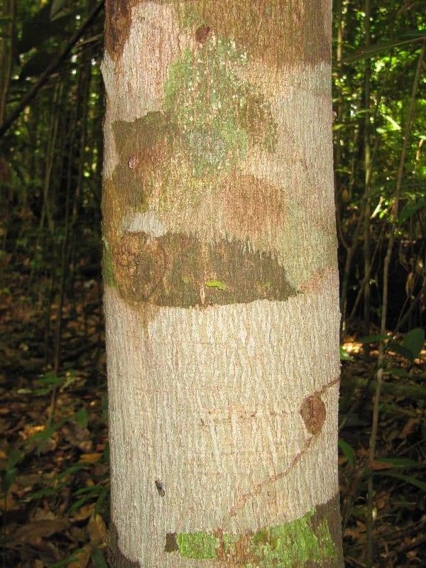 Spruce Cashew 8