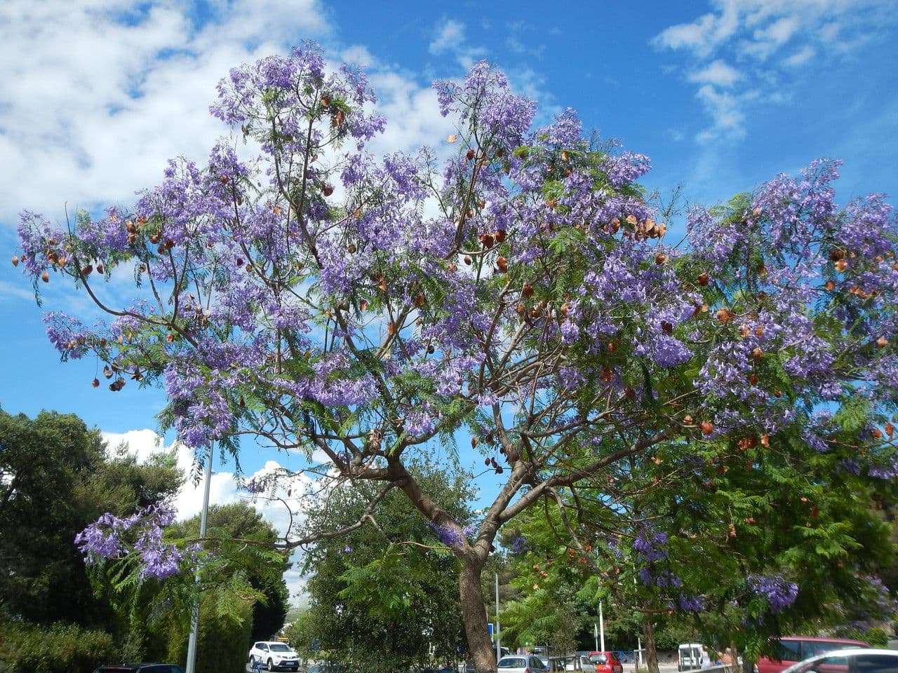 Jacaranda 12