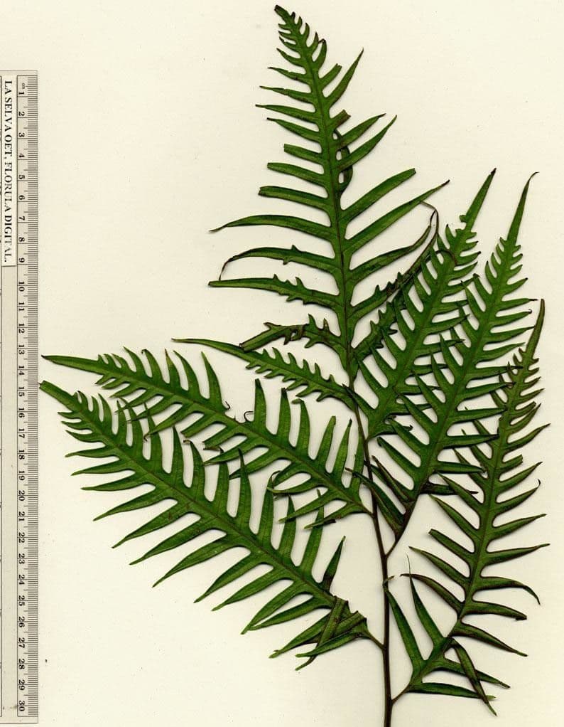 Pteris altissima 12
