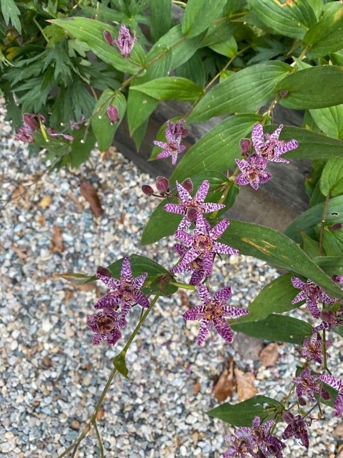 Tricyrtis 4