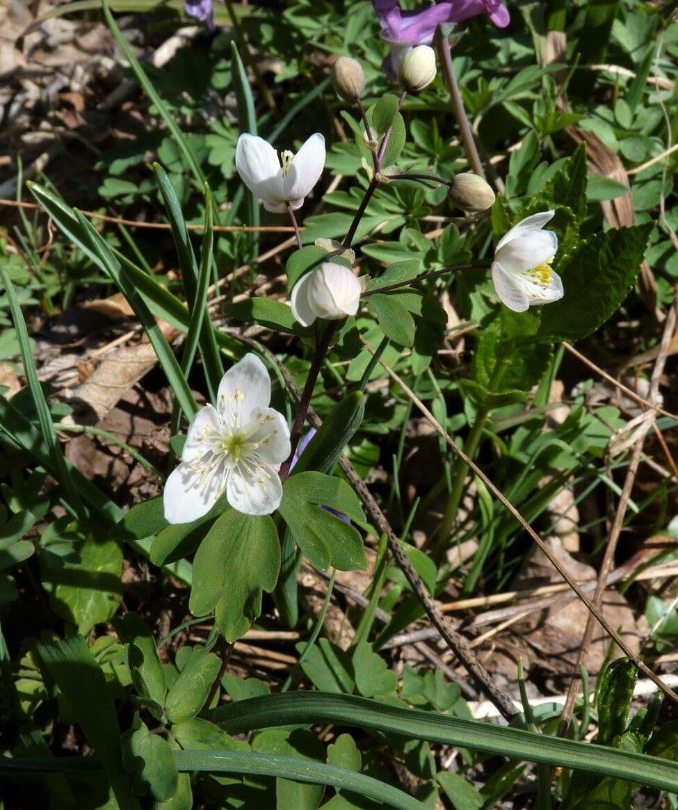 Glockenblume 14