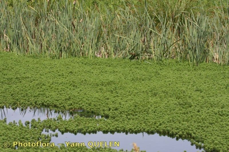 Millefoglio d'acqua 17