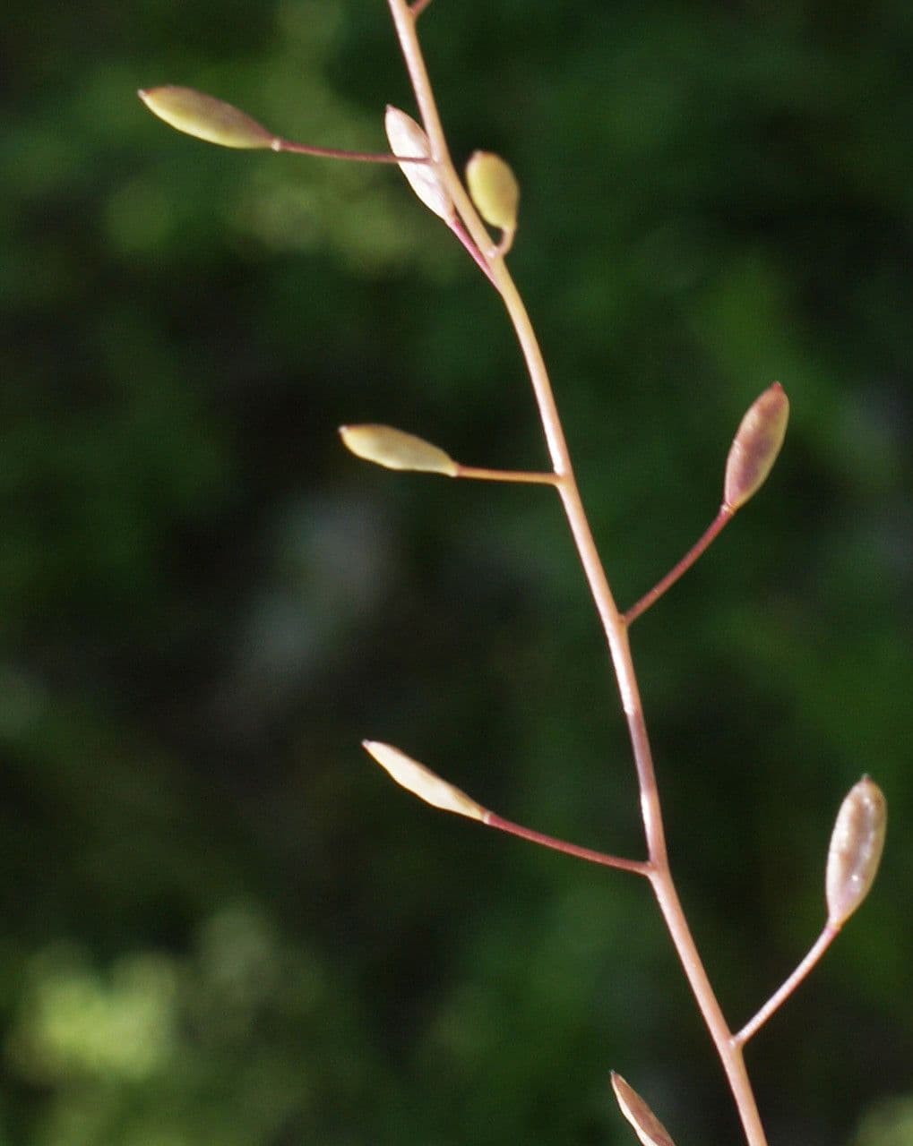 Draba murale 3