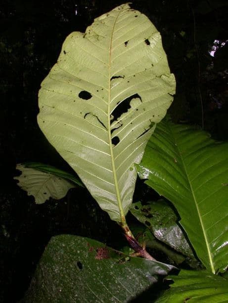 Simira 12
