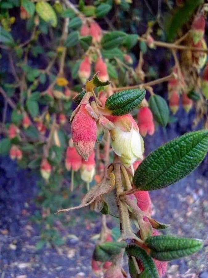 Brachyotum ledifolium 5