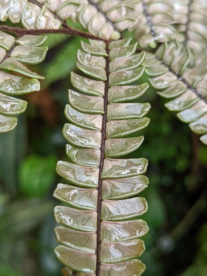 Adiantum 8