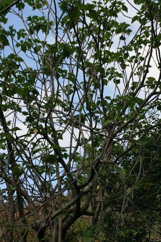Dombeya 12