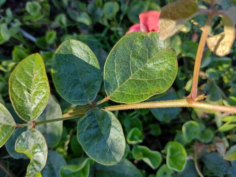 Kennedia rubicunda 10
