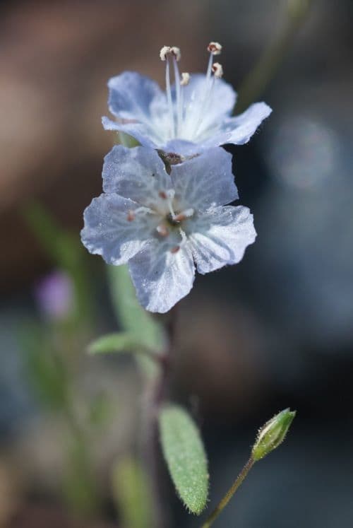 Pringles Phacelia 3