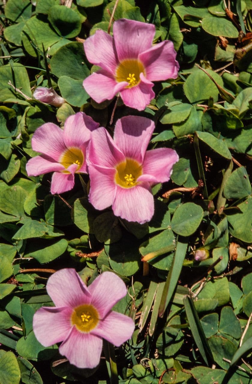 Oxalis 4