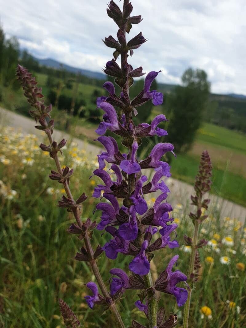 Salvia dei boschi