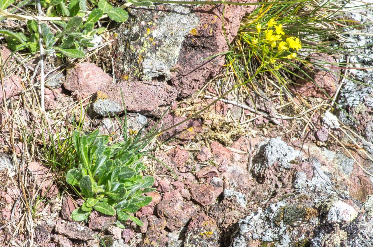 Biscutella arvernensis 10