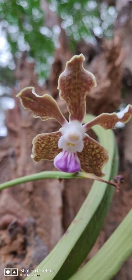 Vanda 6