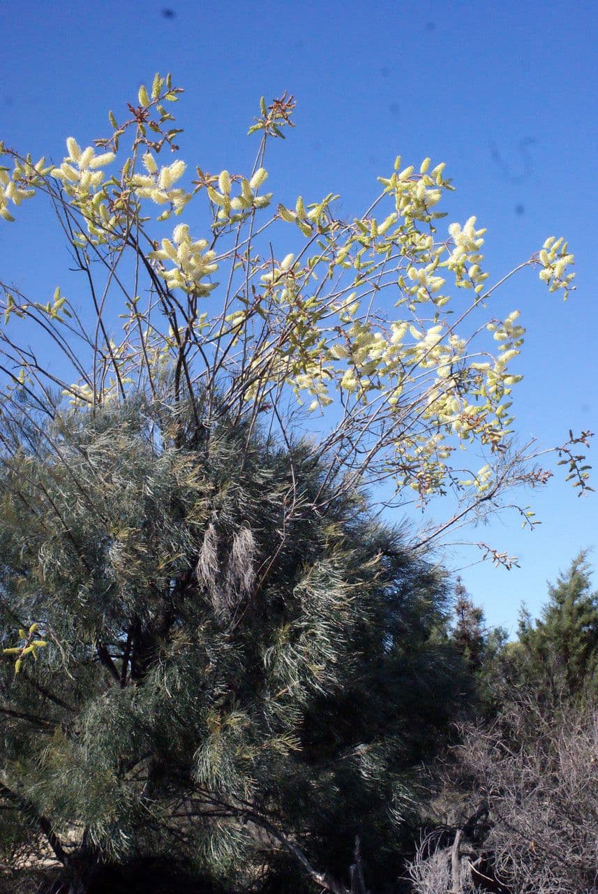 Grevillea 8