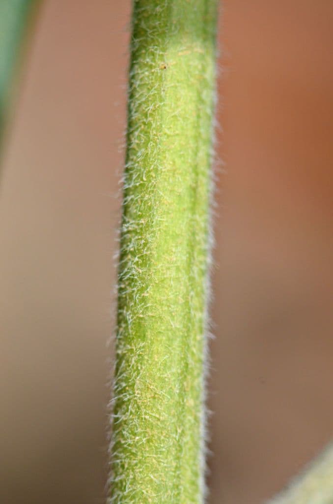 Baptisia bracteata 21