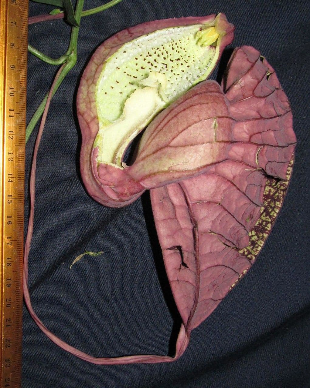 Fiore d'anatra 26
