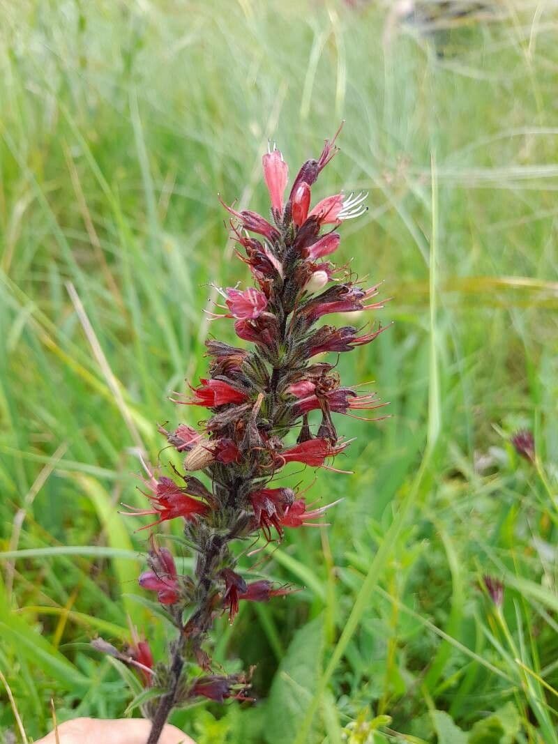 Pontechium maculato 2