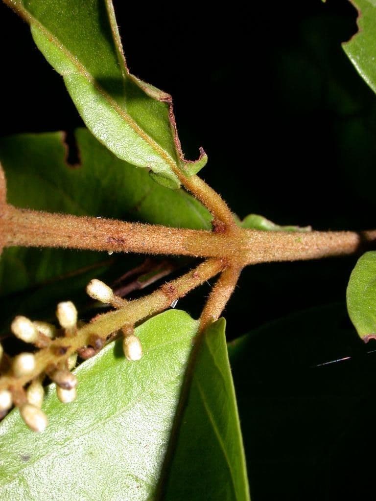 Combretum lasco 7
