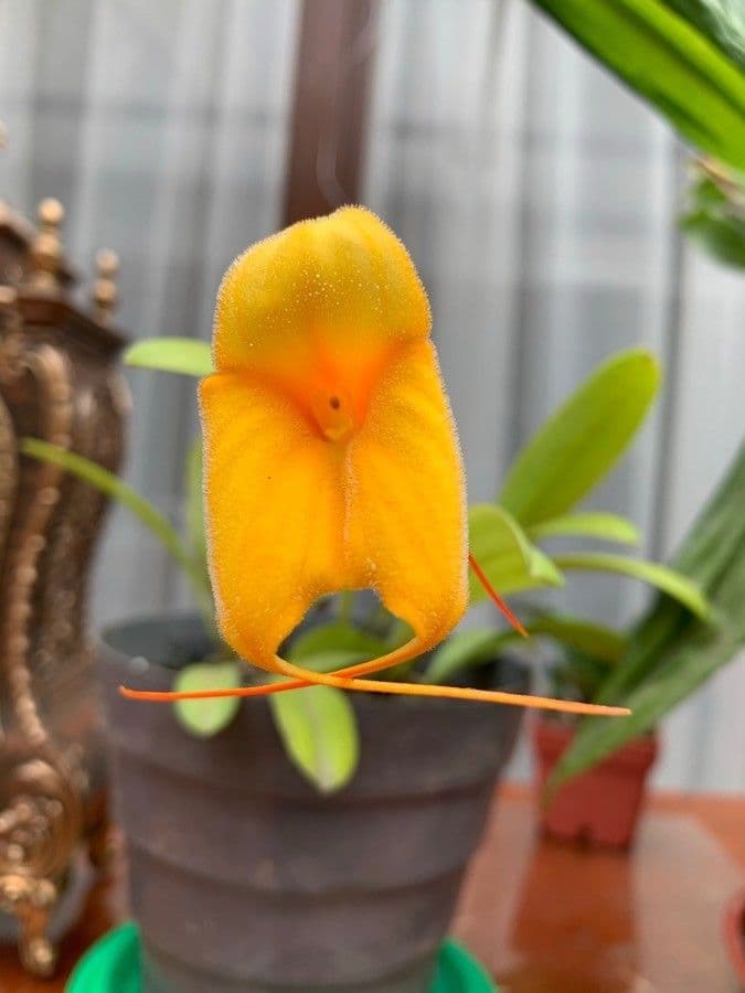 Masdevallia 3