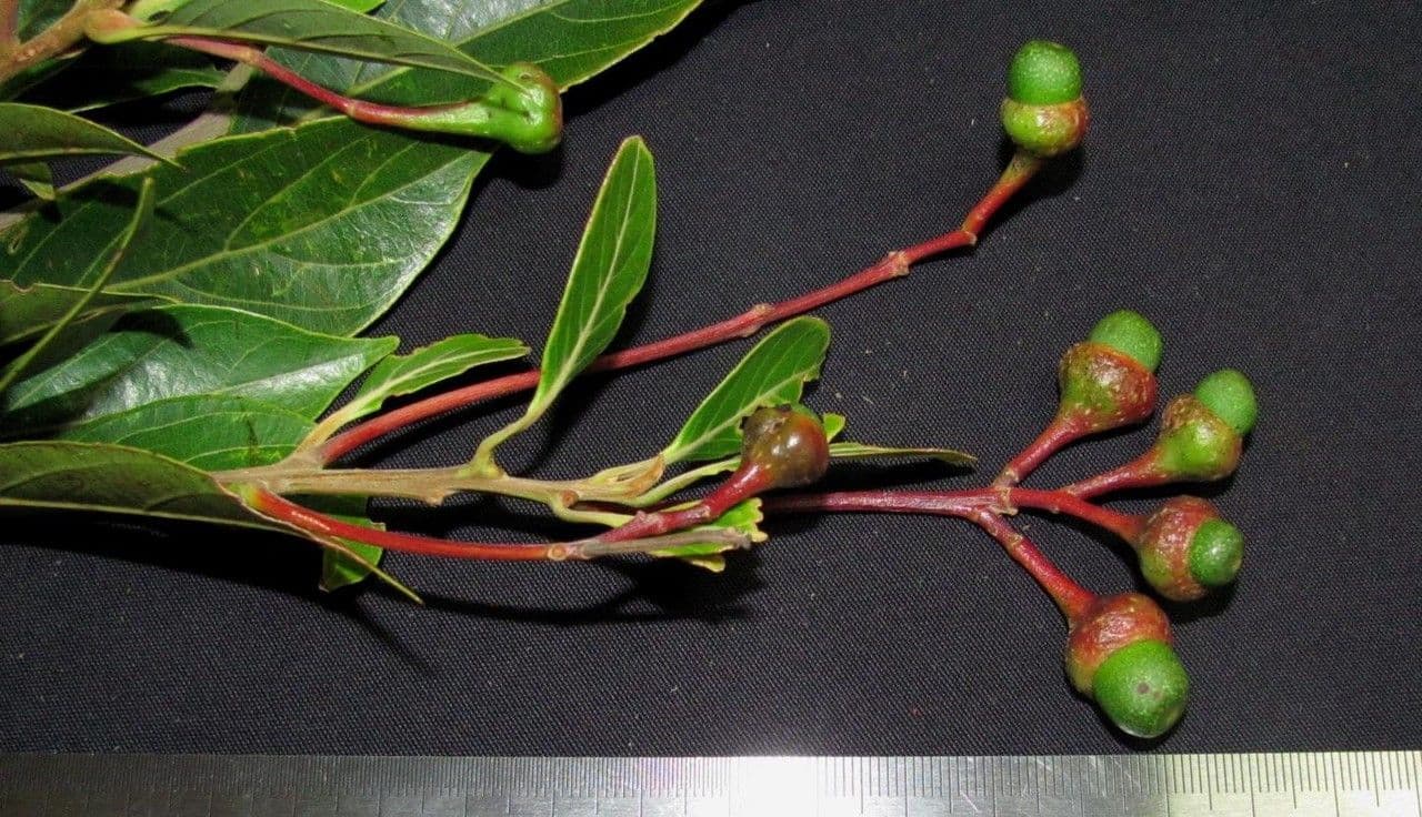 Nectandra 11