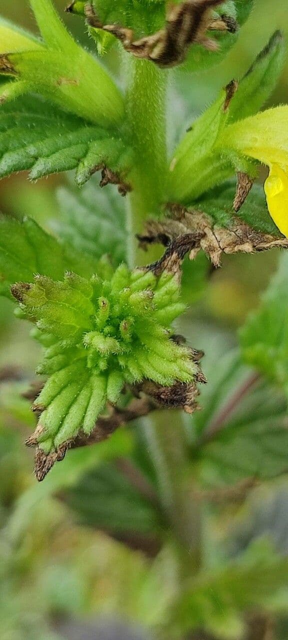 Speronella viscosa 17